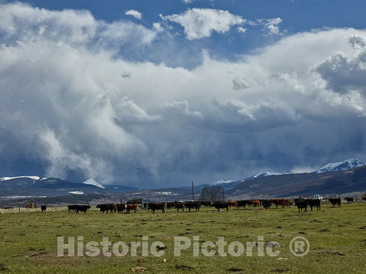Photo - Cattle Pause from Their Feeding as a Thunderstorm Brews Near The Town of Rand in Jackson County, Colorado- Fine Art Photo Reporduction