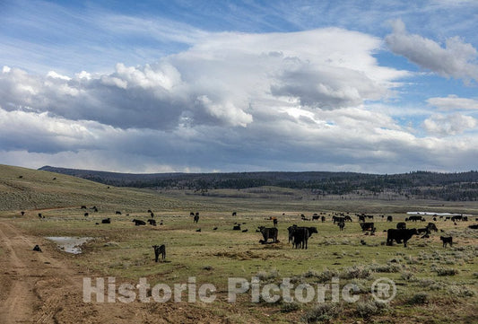 Photo- It's Spring Calving, or Birthing, Season at Big Creek Cattle Ranch on The Colorado Border, Near The Towns of Riverside and Encampment, in Carbon County, Wyoming 11