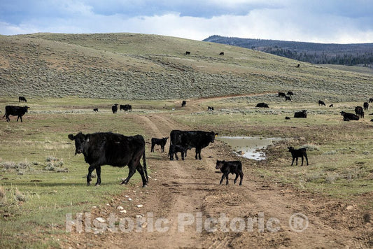 Photo- It's Spring Calving, or Birthing, Season at Big Creek Cattle Ranch on The Colorado Border, Near The Towns of Riverside and Encampment, in Carbon County, Wyoming 12