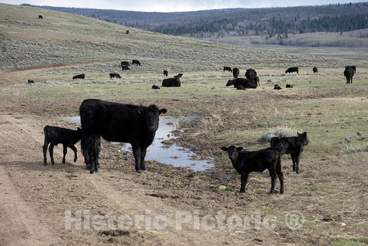Photo- It's Spring Calving, or Birthing, Season at Big Creek Cattle Ranch on The Colorado Border, Near The Towns of Riverside and Encampment, in Carbon County, Wyoming 14