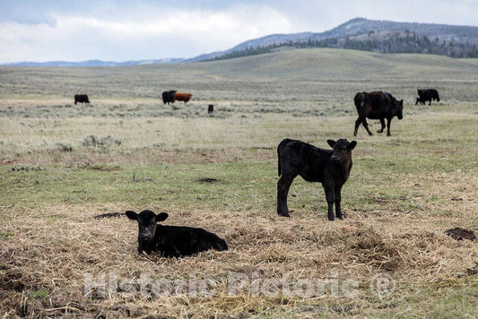 Photo- It's Spring Calving, or Birthing, Season at Big Creek Cattle Ranch on The Colorado Border, Near The Towns of Riverside and Encampment, in Carbon County, Wyoming 15
