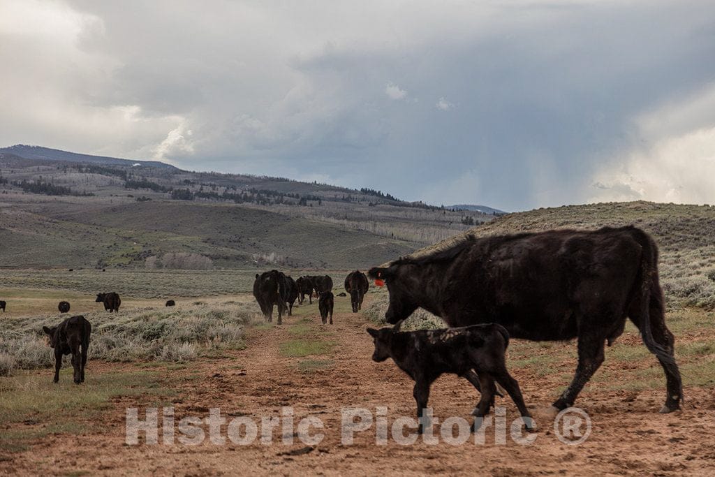 Photo- It's Spring Calving, or Birthing, Season at Big Creek Cattle Ranch on The Colorado Border, Near The Towns of Riverside and Encampment, in Carbon County, Wyoming 17