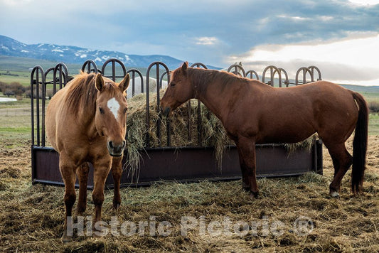 Photo- The ranch's working horses get a bite to eat at Big Creek cattle ranch on the Colorado border, near the towns of Riverside and Encampment, in Carbon County, Wyoming 2