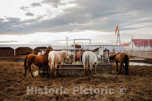 Photo- The ranch's Working Horses get a bite to eat at Big Creek Cattle Ranch on The Colorado Border, Near The Towns of Riverside and Encampment, in Carbon County, Wyoming 3
