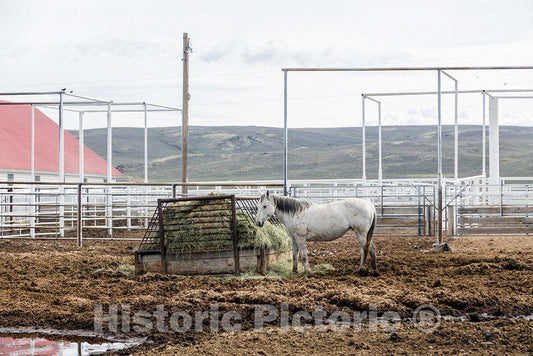Photo - A pretty horse grabs a bite at Big Creek cattle ranch on the Colorado border, near the towns of Riverside and Encampment, in Carbon County, Wyoming