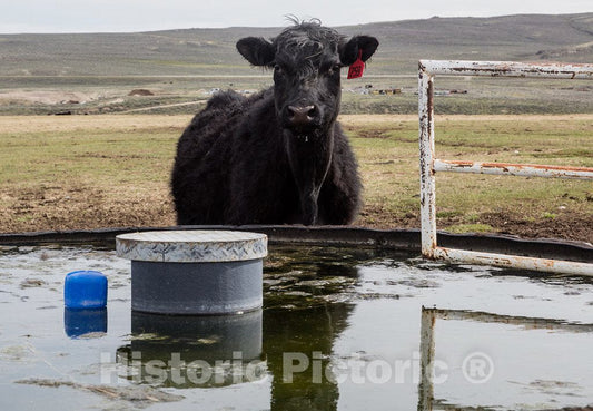 Photo - A pause that refreshes for this cow at Big Creek cattle ranch on the Colorado border, near the towns of Riverside and Encampment, in Carbon County, Wyoming