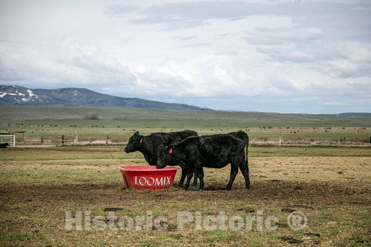 Photo - Two Cattle get Special Feed at Big Creek Cattle Ranch on The Colorado Border, Near The Towns of Riverside and Encampment, in Carbon County, Wyoming