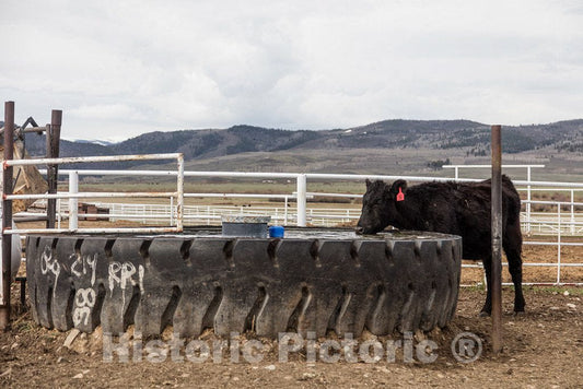 Photo- A pause that refreshes for this cow at Big Creek cattle ranch on the Colorado border, near the towns of Riverside and Encampment, in Carbon County 1 Fine Art Photo