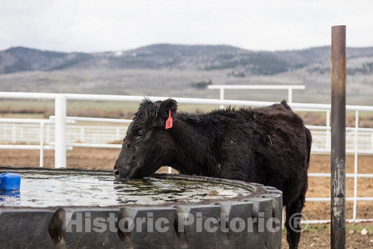 Photo- A Pause That refreshes for This Cow at Big Creek Cattle Ranch on The Colorado Border, Near The Towns of Riverside and Encampment, in Carbon County 2 Fine Art Photo