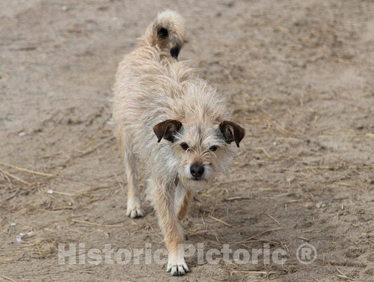 Photo- Tater, The Ranch Manager's Frisky, Terrier at Big Creek Cattle Ranch on The Colorado Border, Near The Towns of Riverside and Encampment, in Carbon County, Wyoming 1