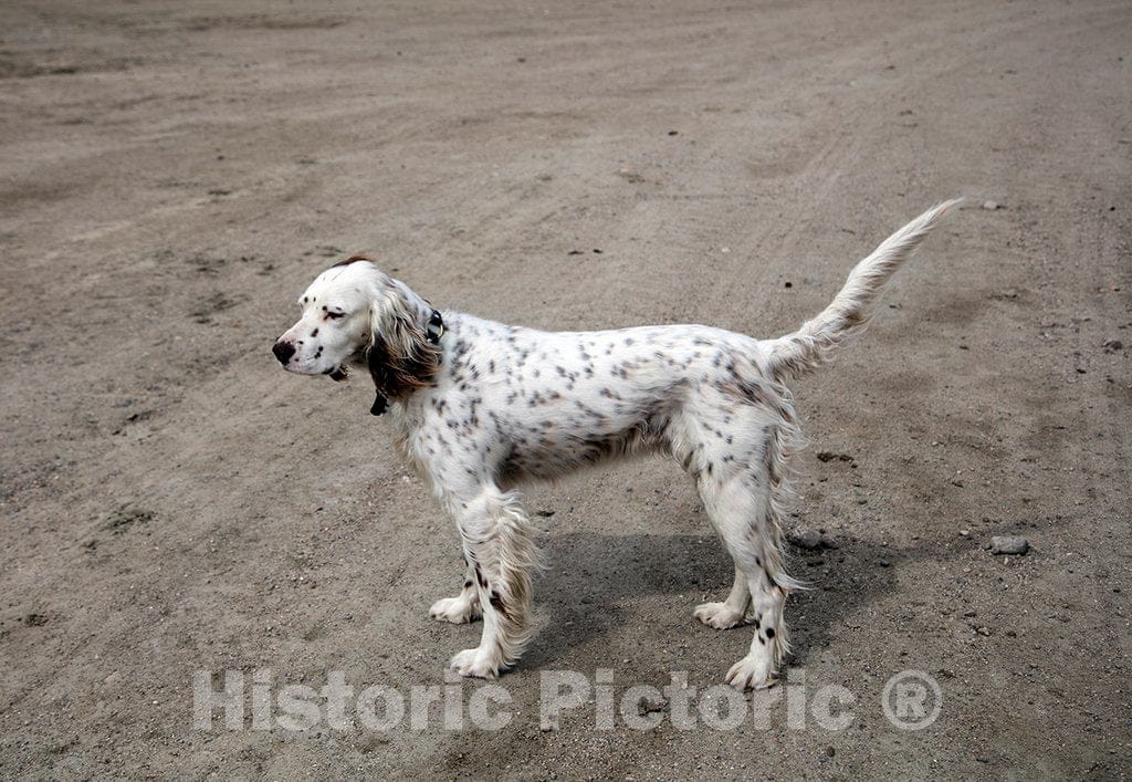 Photo- Jamie, The Ranch Manager's Llewellin Setter, a Breed of Field Dogs Traced to England, at Big Creek Cattle Ranch on The Colorado Border 1 Fine Art Photo Reproduction
