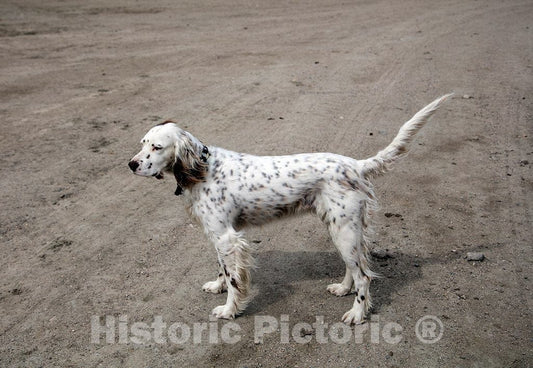 Photo- Jamie, The Ranch Manager's Llewellin Setter, a Breed of Field Dogs Traced to England, at Big Creek Cattle Ranch on The Colorado Border 1 Fine Art Photo Reproduction
