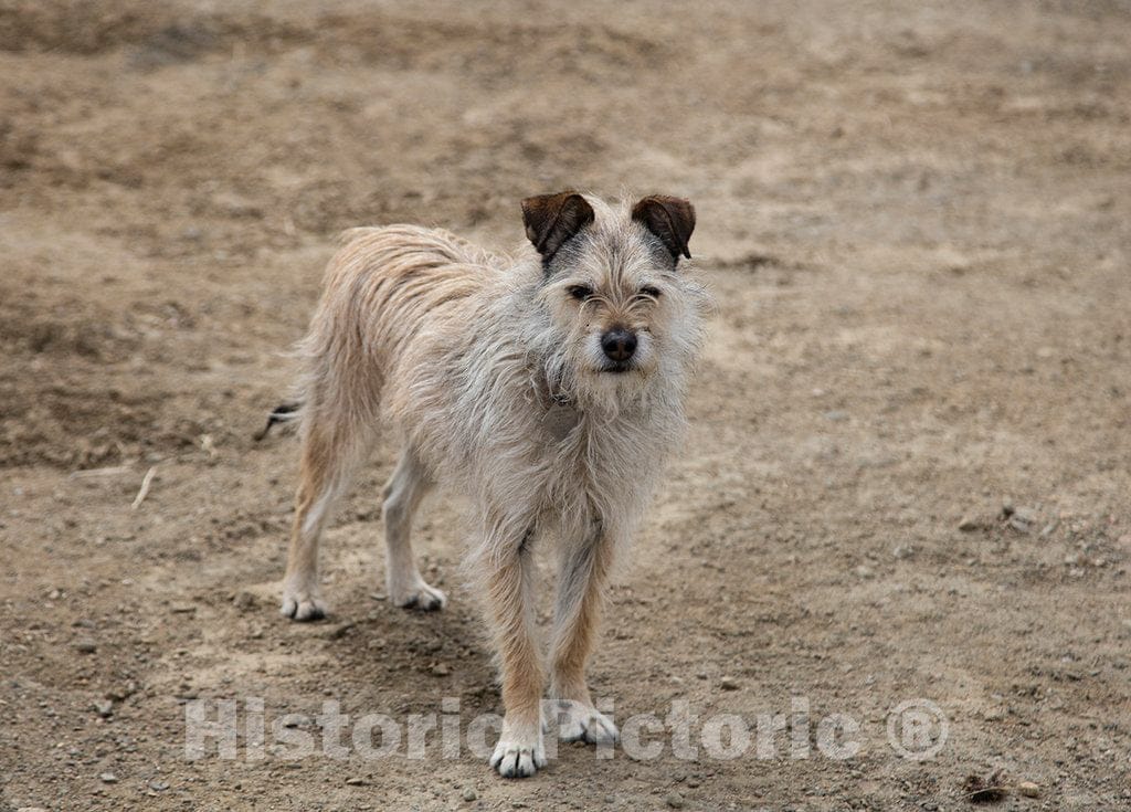 Photo- Tater, The Ranch Manager's Frisky, Terrier at Big Creek Cattle Ranch on The Colorado Border, Near The Towns of Riverside and Encampment, in Carbon County, Wyoming 2