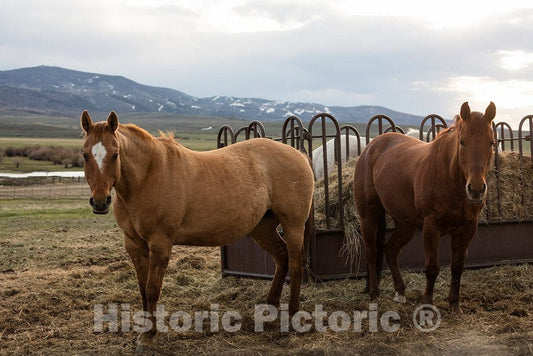 Photo - Work Horses at Big Creek Cattle Ranch on The Colorado Border, Near The Towns of Riverside and Encampment, in Carbon County, Wyoming- Fine Art Photo Reporduction