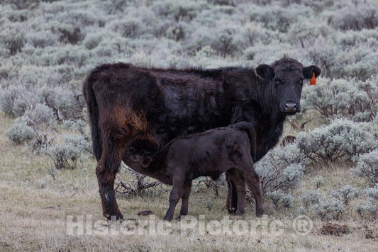 Photo- It's Spring Calving, or Birthing, Season at Big Creek Cattle Ranch on The Colorado Border, Near The Towns of Riverside and Encampment, in Carbon County, Wyoming 2