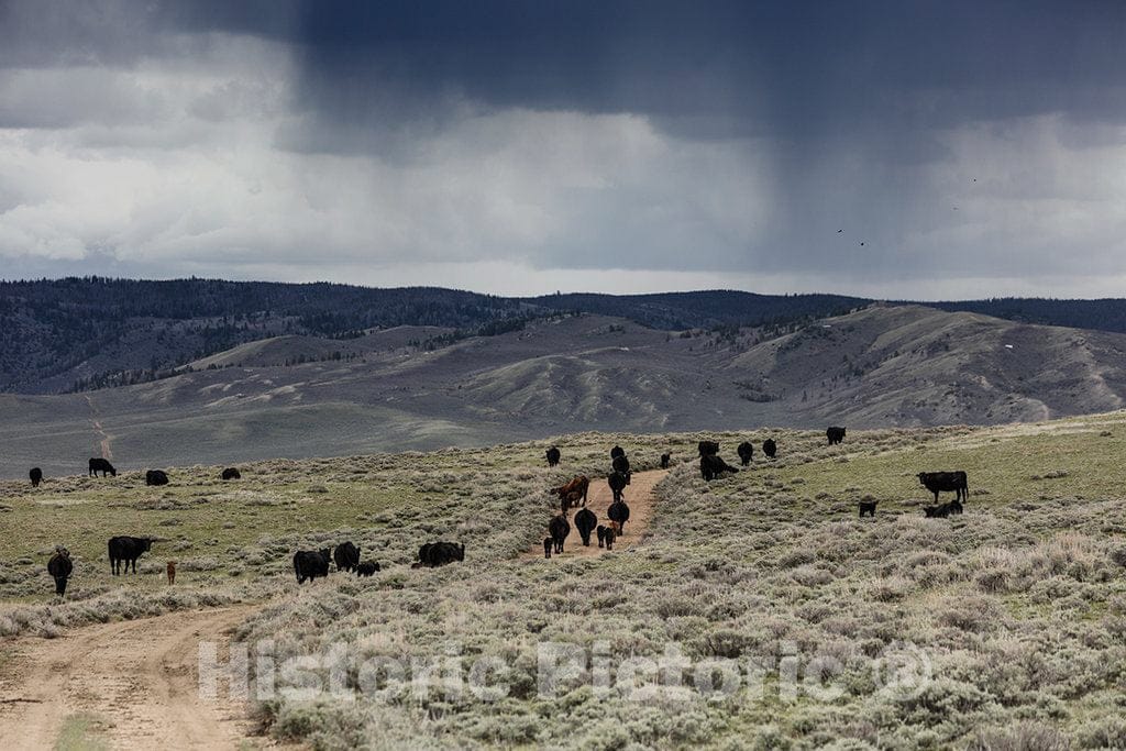Photo- It's Spring Calving, or Birthing, Season at Big Creek Cattle Ranch on The Colorado Border, Near The Towns of Riverside and Encampment, in Carbon County, Wyoming 4