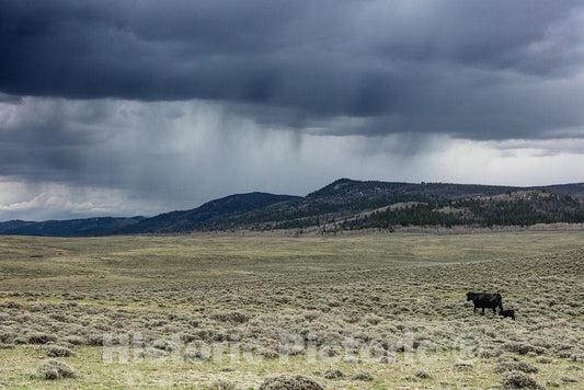 Photo- It's spring calving, or birthing, season at Big Creek cattle ranch on the Colorado border, near the towns of Riverside and Encampment, in Carbon County, Wyoming 5