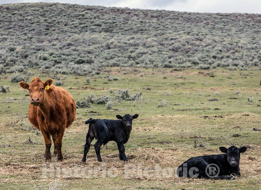 Photo- It's Spring Calving, or Birthing, Season at Big Creek Cattle Ranch on The Colorado Border, Near The Towns of Riverside and Encampment, in Carbon County, Wyoming 6