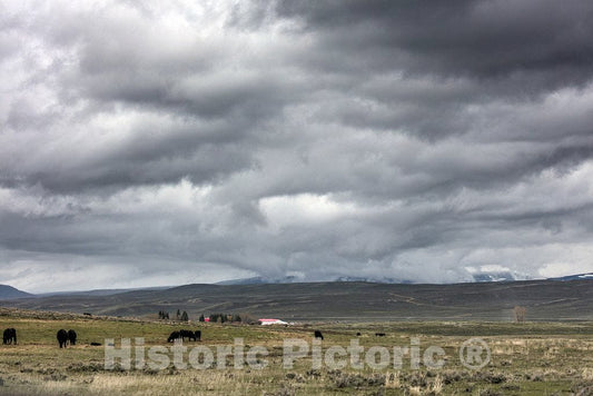Photo- It's Spring Calving, or Birthing, Season at Big Creek Cattle Ranch on The Colorado Border, Near The Towns of Riverside and Encampment, in Carbon County, Wyoming 7