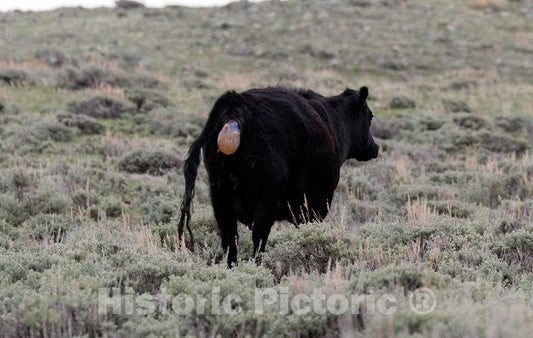 Photo- It's Spring Calving, or Birthing, Season at Big Creek Cattle Ranch on The Colorado Border, Near The Towns of Riverside and Encampment, in Carbon County, Wyoming 9