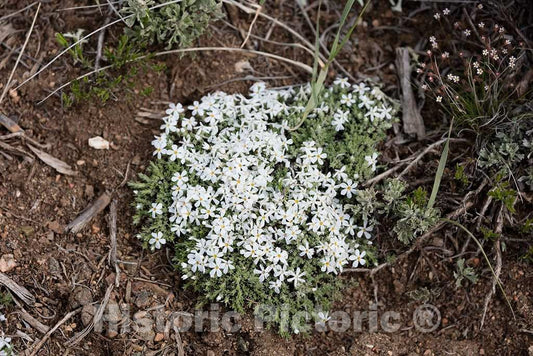 Photo - A Clump of Spring Wildflowers at Big Creek Cattle Ranch on The Colorado Border, Near The Towns of Riverside and Encampment, in Carbon County, Wyoming