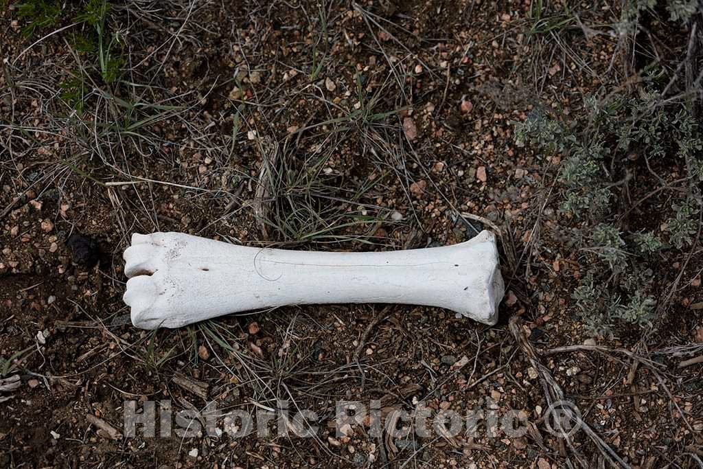 Photo- An animal bone in the back country at Big Creek cattle ranch on the Colorado border, near the towns of Riverside and Encampment, in Carbon County, Wyoming 1