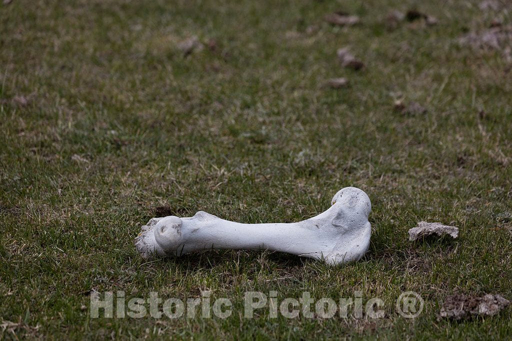 Photo- an Animal Bone in The Back Country at Big Creek Cattle Ranch on The Colorado Border, Near The Towns of Riverside and Encampment, in Carbon County, Wyoming 2