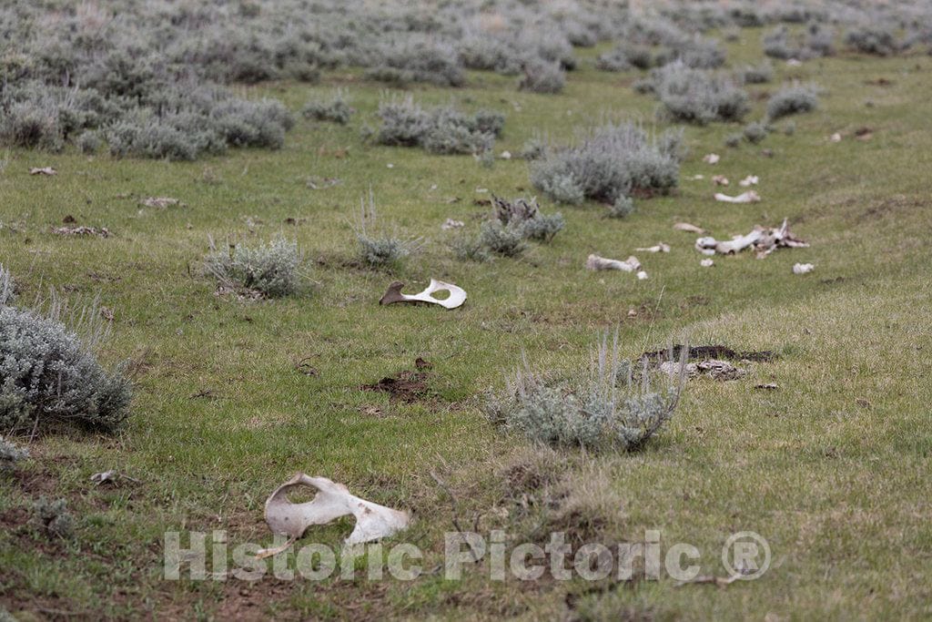 Photo- Animal Bones in The Back Country at Big Creek Cattle Ranch on The Colorado Border, Near The Towns of Riverside and Encampment, in Carbon County, Wyoming 1 Fine Art Photo