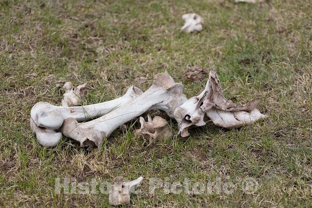 Photo- Animal Bones in The Back Country at Big Creek Cattle Ranch on The Colorado Border, Near The Towns of Riverside and Encampment, in Carbon County, Wyoming 2 Fine Art Photo