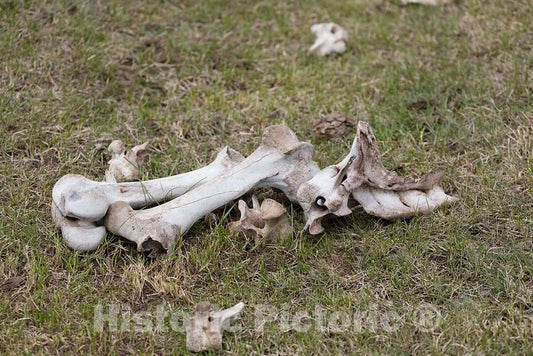Photo- Animal Bones in The Back Country at Big Creek Cattle Ranch on The Colorado Border, Near The Towns of Riverside and Encampment, in Carbon County, Wyoming 2 Fine Art Photo