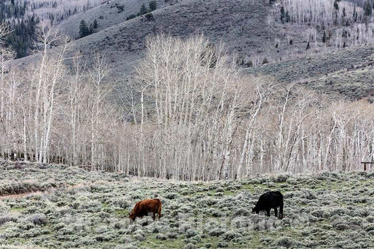 Photo - Cattle Feed on an Aspen-Laden Hillside at Big Creek Cattle Ranch on The Colorado Border, Near The Towns of Riverside and Encampment, in Carbon County, Wyoming