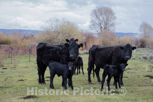 Photo- It's Spring Calving, or Birthing, Season at Big Creek Cattle Ranch on The Colorado Border, Near The Towns of Riverside and Encampment, in Carbon County, Wyoming 8