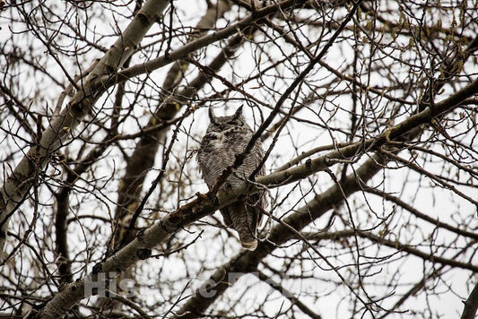 Photo - This great horned owl lives, or at least visits often, right next to the ranch houses and barn at Big Creek cattle ranch on the Colorado border- Fine Art Photo Reporduction