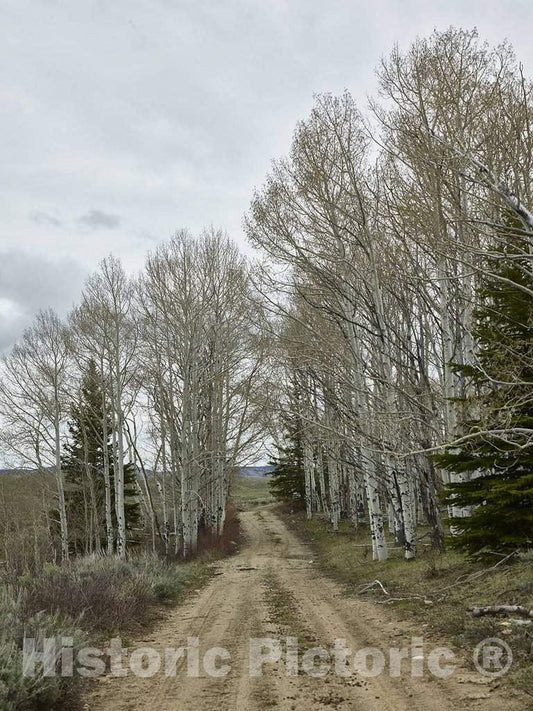Photo - Path through the aspens at Big Creek cattle ranch on the Colorado border, near the towns of Riverside and Encampment, in Carbon County, Wyoming- Fine Art Photo Reporduction