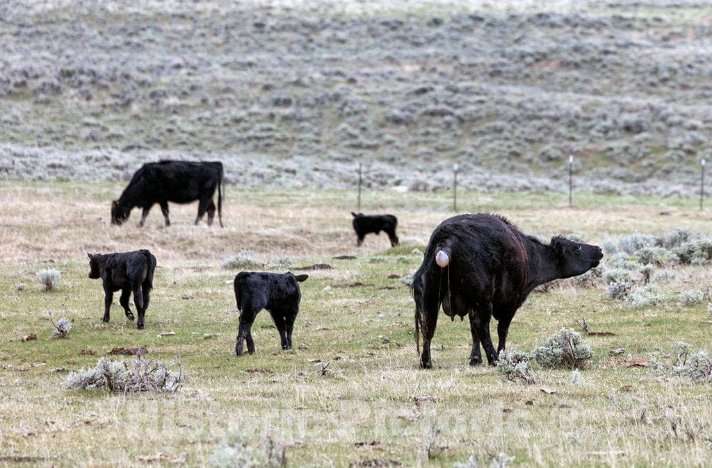 Photo- It's Spring Calving, or Birthing, Season at Big Creek Cattle Ranch on The Colorado Border, Near The Towns of Riverside and Encampment, in Carbon County, Wyoming 10