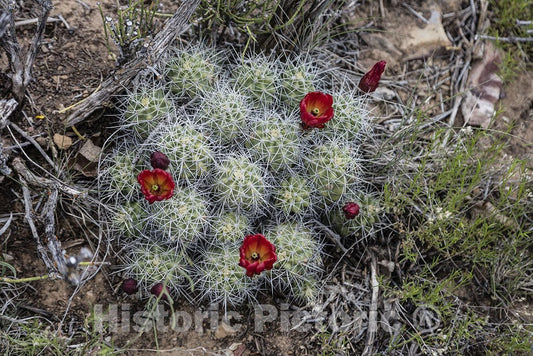 Ridgway, CO Photo - Delicate blossoms of the otherwise prickly claret-cup cactus, spotted on Log Hill Mesa, part of the Uncompahgre Plateau above Ridgway, Colorado.