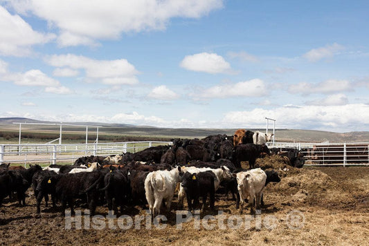 Photo- Corraled Cattle at Big Creek Ranch, a vast Cattle Ranch in Carbon County, Wyoming, Close to The Colorado Border 1 Fine Art Photo Reproduction