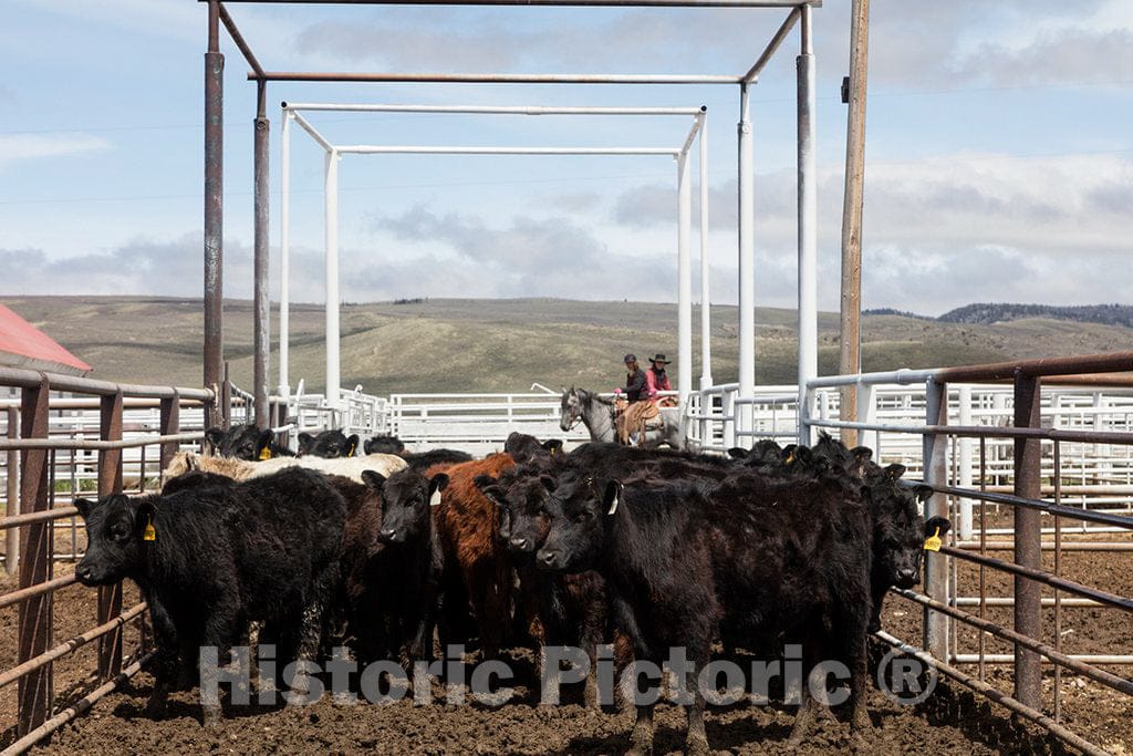 Photo- Corraled Cattle at Big Creek Ranch, a vast Cattle Ranch in Carbon County, Wyoming, Close to The Colorado Border 2 Fine Art Photo Reproduction