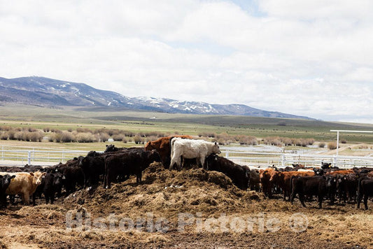 Photo- Corraled Cattle at Big Creek Ranch, a vast Cattle Ranch in Carbon County, Wyoming, Close to The Colorado Border 3 Fine Art Photo Reproduction