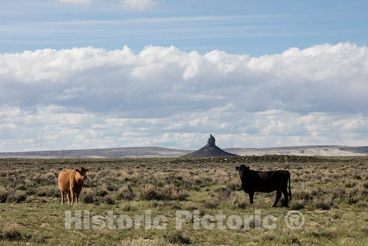 Photo - Free-ranging Cattle Stand Before The Boar's Tusk- Fine Art Photo Reporduction