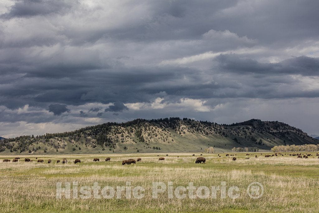 Jackson Hole; people in these parts call their valleys, or at least this one,"holes"; is known as Elk Ranch Flats, these are American bison, or buffaloes 1