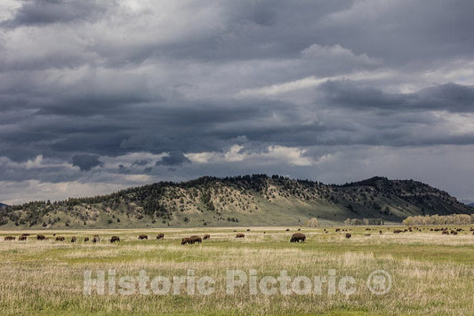 Jackson Hole; people in these parts call their valleys, or at least this one,"holes"; is known as Elk Ranch Flats, these are American bison, or buffaloes 1