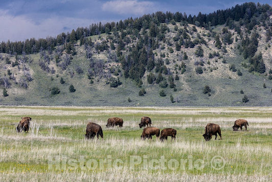 Jackson Hole; People in These Parts Call Their Valleys, or at Least This one,Holes; is Known as Elk Ranch Flats, These are American Bison, or Buffaloes 2