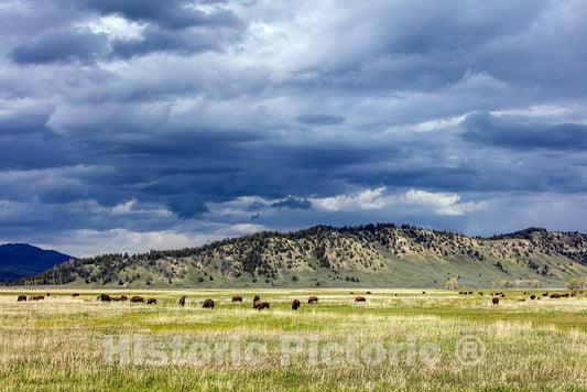 Jackson Hole; People in These Parts Call Their Valleys, or at Least This one,Holes; is Known as Elk Ranch Flats, These are American Bison, or Buffaloes 3