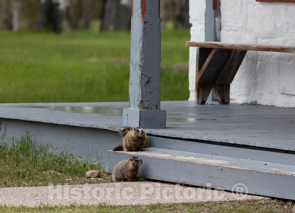 Photo- Young, and Curious, Yellow-Bellied Marmots; Known Locally as Rock Chucks; Have Made a Home Beneath one of The Exhibit Buildings at The Fort Bridger 1 Fine Art Photo