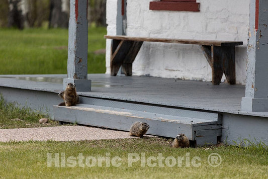 Photo- Young, and Curious, Yellow-Bellied Marmots; Known Locally as Rock Chucks; Have Made a Home Beneath one of The Exhibit Buildings at The Fort Bridger 2 Fine Art Photo