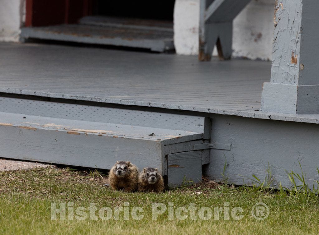 Photo- Young, and Curious, Yellow-Bellied Marmots; Known Locally as Rock Chucks; Have Made a Home Beneath one of The Exhibit Buildings at The Fort Bridger 3 Fine Art Photo