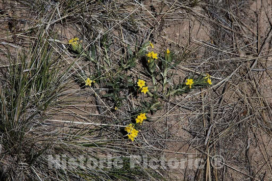 Photo- A Delicate Bunch of Wildflowers in a Harsh and indelicate Place; The Often Dry Prairie of Natrona County, Wyoming 1 Fine Art Photo Reproduction