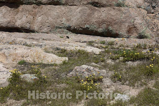 Photo- Delicate Wildflowers in a Harsh and indelicate Place; The Rocks Near The Pathfinder Dam in Remote Natrona County, Wyoming 1 Fine Art Photo Reproduction