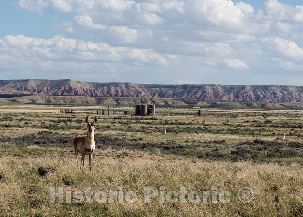 Photo- A Curious Pronghorn Pauses Before a Small Natural-Gas Structure, one of Hundreds in Wyoming's arid Red Desert, a vast petrochemical-Rich Area Between Rawlins and Green River